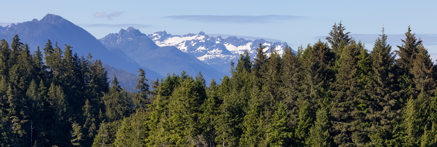 British Columbia Forest